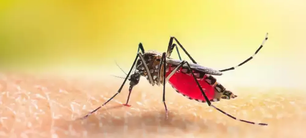 Conquering Mosquitoes: Your Ultimate Guide to a Bite-Free Zone